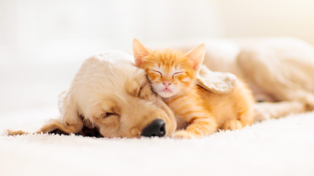 六本木でペット可能な貸切ができるお店を5店舗紹介