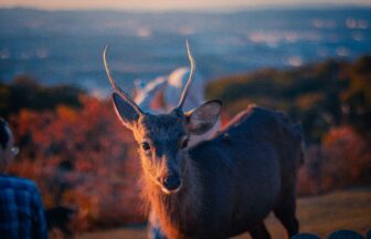 【奈良】味も雰囲気も抜群！貸切できる人気店特集
